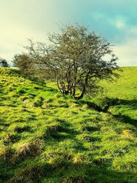 Tree in field against sky