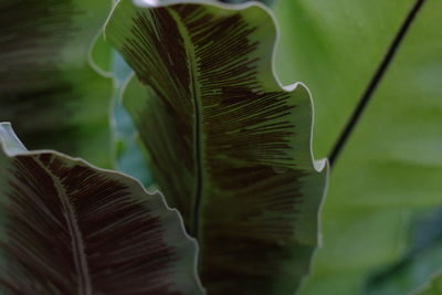 Close-up of leaves