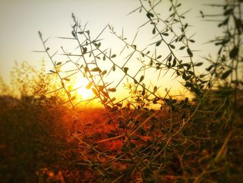 Close-up of silhouette plants on field against sky during sunset