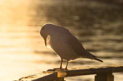 Close-up of seagull perching on railing