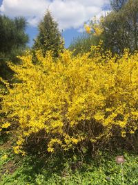 Yellow flowering plants and trees on field