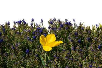 flowering plant