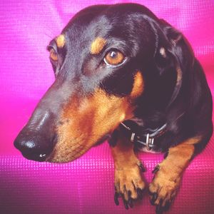 Close-up of dog