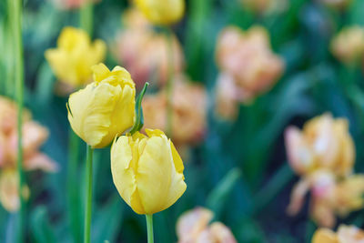 Close-up of yellow tulip