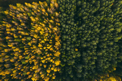 Colourful autumn in forest spots in green and yellow captured from above with a drone.