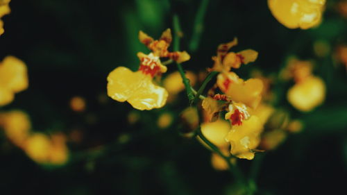 Close-up of yellow flower