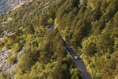 High angle view of road amidst trees in forest