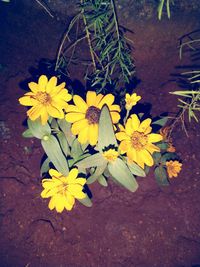 High angle view of yellow flowering plant on field