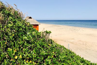 Plants growing on beach against clear sky