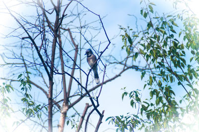 Low angle view of birds perching on tree