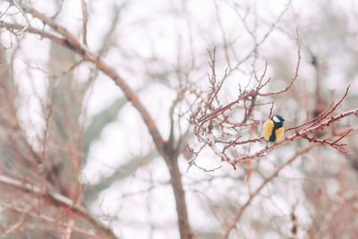 Low angle view of bird perching on bare tree