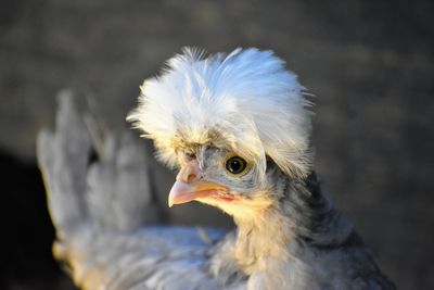 Close-up of a bird