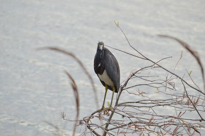 Close-up of heron perching on leaf