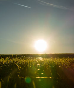 Scenic view of field against clear sky during sunset