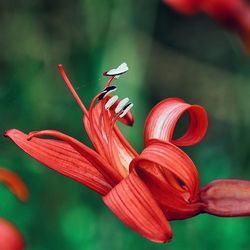 Close-up of insect on red flower