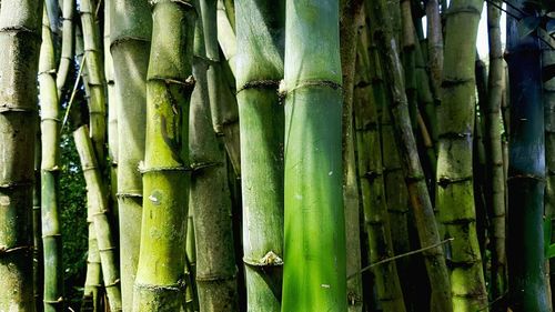 Full frame shot of bamboo plants