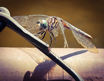 Close-up of dragonfly on wood