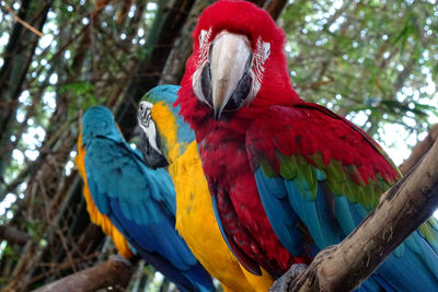 Low angle view of parrot perching on tree