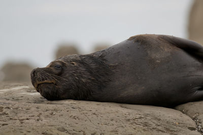 Sea lion resting on beach