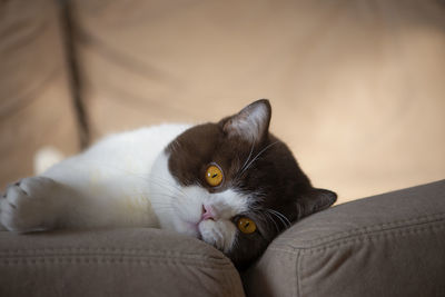 British shorthair tomcat lying on the couch and looking at camera,yellow eyes