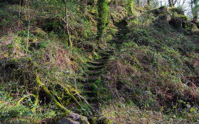 View of trees in forest