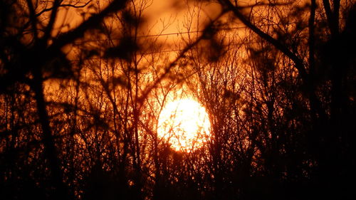 Silhouette of trees at sunset