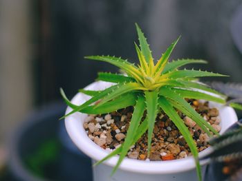 Close-up of potted plant