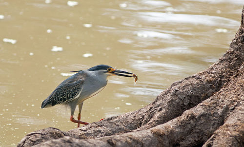 Close-up of bird perching on tree by lake