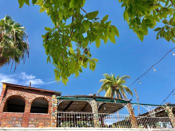 Low angle view of palm trees and building against blue sky