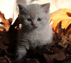 Close-up portrait of cat