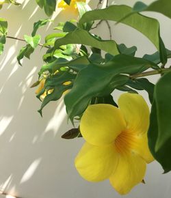 Close-up of yellow flower blooming outdoors