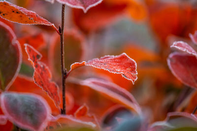 Beautiful red aronia leaves with a frosty edge. morning scenery in the garden. 