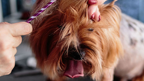 Dog grooming and getting professional service at pet salon by groomer