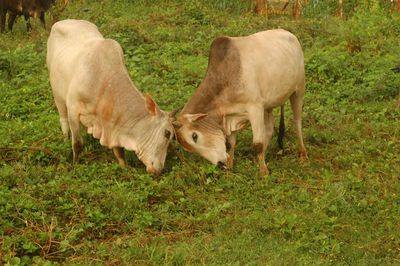 Sheep standing in a field