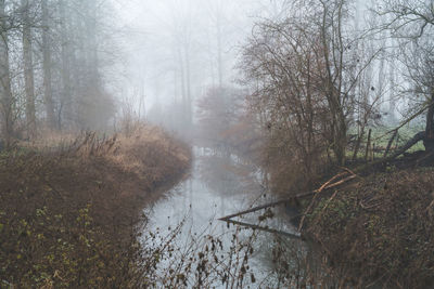 Trees and plants in forest during foggy weather