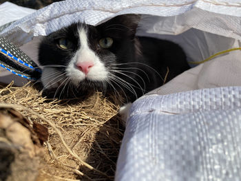 Portrait of cat relaxing on bed