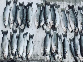 Panoramic view of fish for sale in market