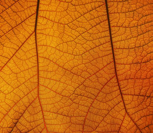 Full frame shot of orange leaf