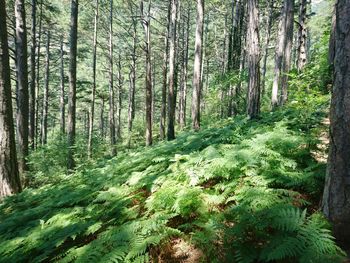 Scenic view of forest