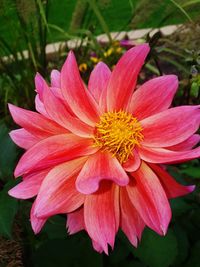 Close-up of pink flower