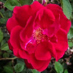 Close-up of red flowers