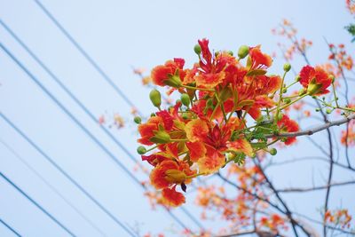 Low angle view of flowering plant against sky