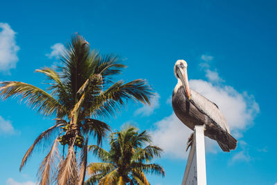 Low angle view of palm tree against clear blue sky