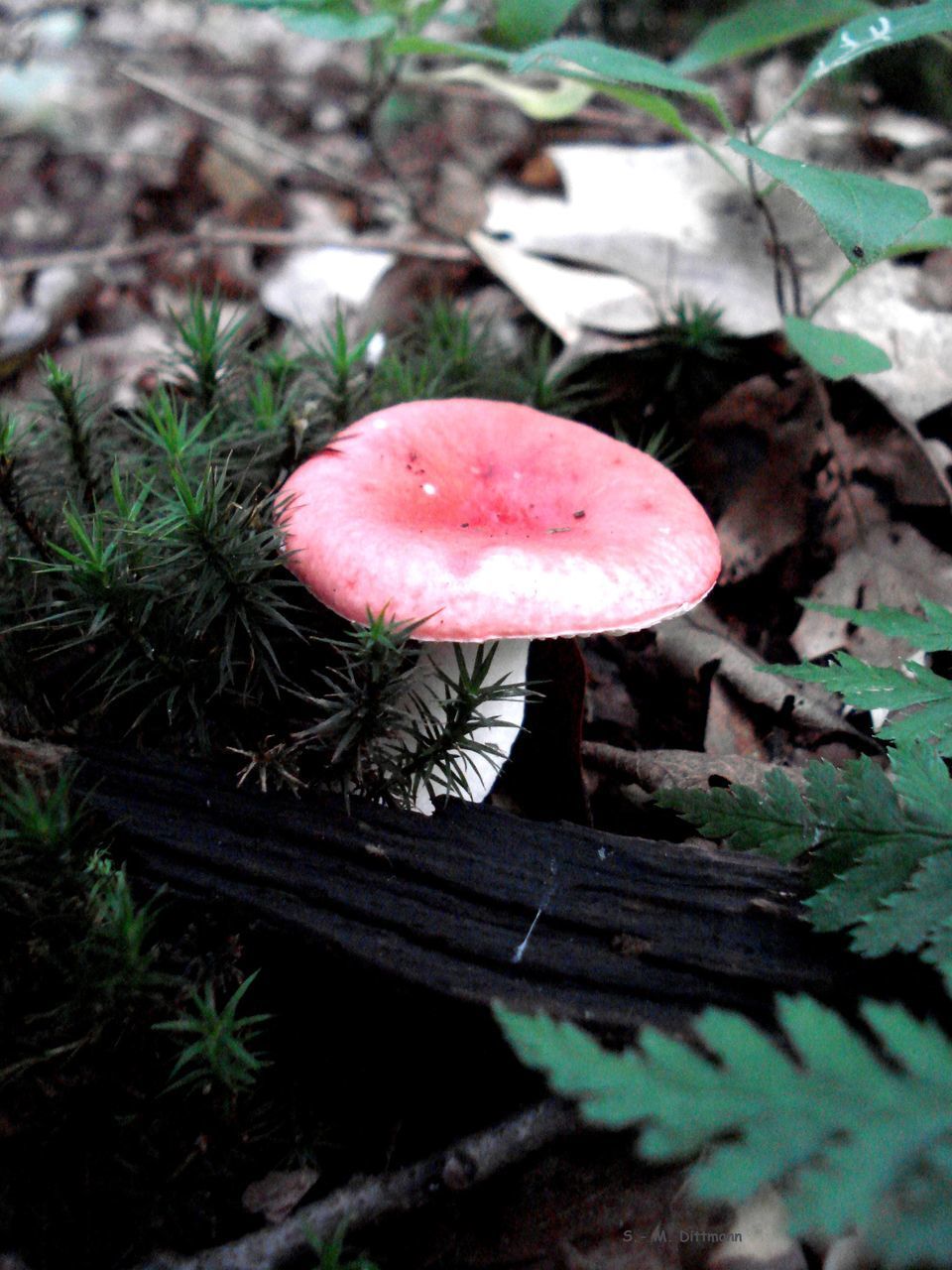 CLOSE-UP OF MUSHROOM GROWING ON TREE