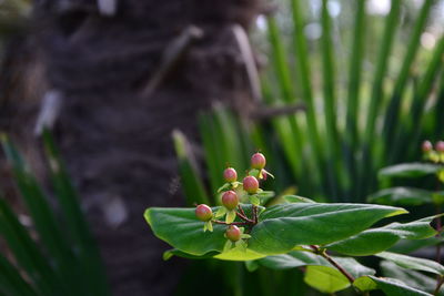 Close-up of flowering plant