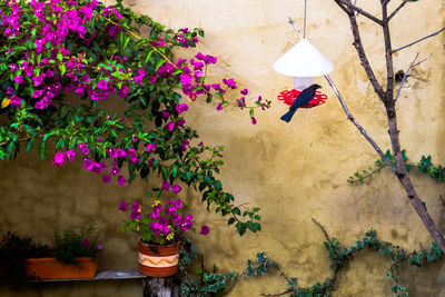 High angle view of woman with flowers