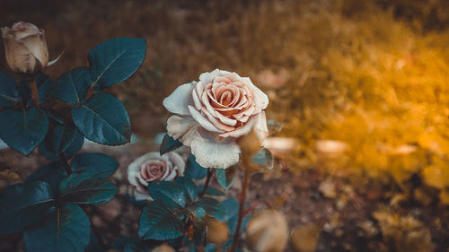 Close-up of roses blooming outdoors