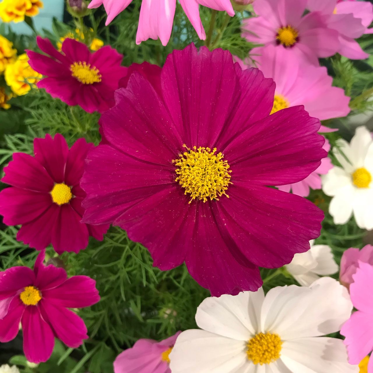 flowering plant, flower, petal, freshness, fragility, vulnerability, flower head, beauty in nature, inflorescence, growth, plant, close-up, pink color, yellow, pollen, nature, no people, focus on foreground, day, park, outdoors