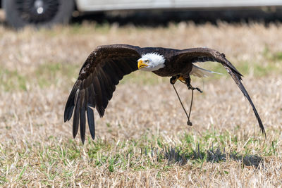 Close up of a bald eagle flying low to the ground during a falconry demonstration.