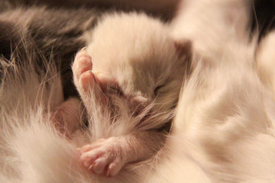 Close-up of cat sleeping